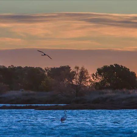 Zen Sur La Colline Aux Mimosas