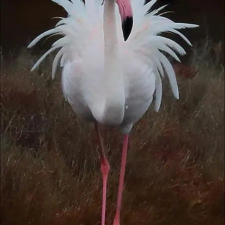 Zen Sur La Colline Aux Mimosas *