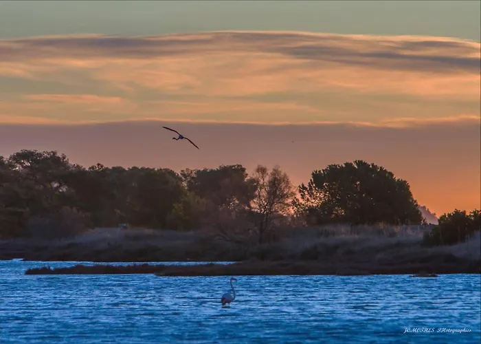 Zen Sur La Colline Aux Mimosas