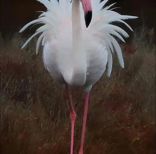 Zen Sur La Colline Aux Mimosas *